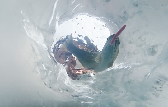 7일 오전 강원도 화천군에서 열린 '2018 화천산천어축제'를 찾은 시민이 얼음구멍을 통해 산천어를 낚아올리고 있다.